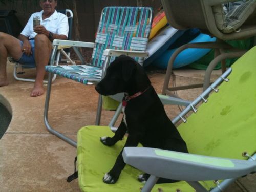 Lola enjoying the Pool